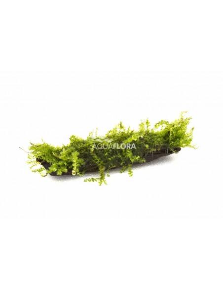 Plagiomnium affine (mousse) nano (5-7cm)  - 1