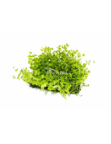 Micranthemum montecarlo mat 10x15cm  - 1