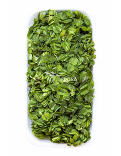 Salvinia natans  - 1