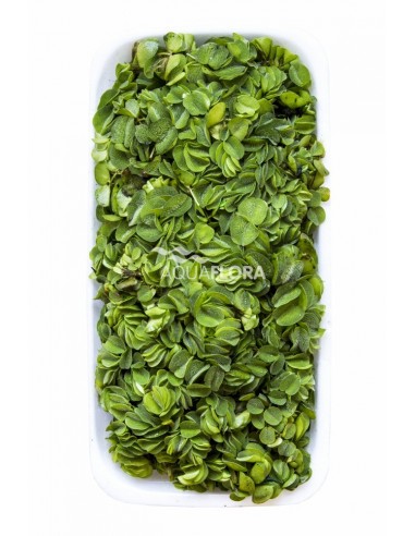 Salvinia natans  - 1