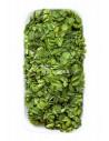 Salvinia natans  - 1