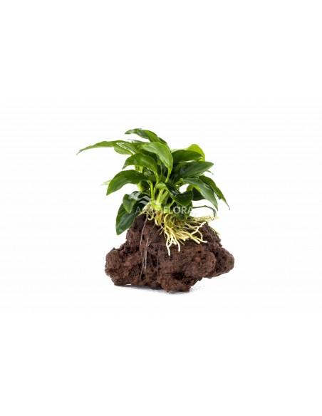 Anubias op lavasteen  - 1