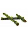 Vesicularia sur stick de bambou L 30cm  - 1