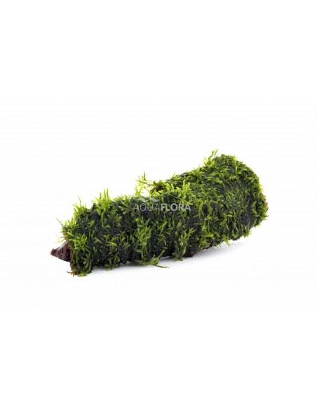 Vesicularia nano (5-7cm)  - 1