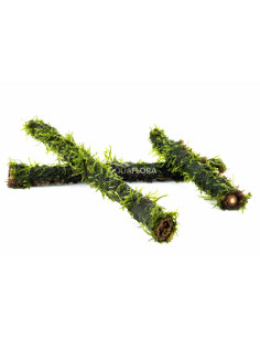 Vesicularia sur stick de bambou S 15cm  - 1