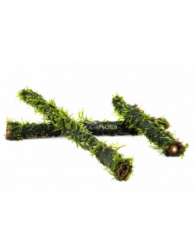 Vesicularia sur stick de bambou S 15cm  - 1