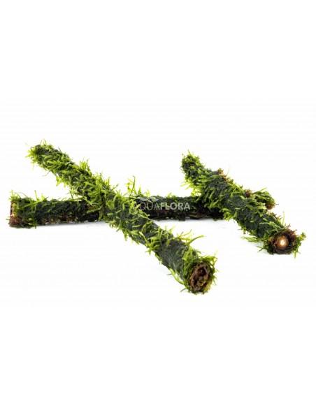 Vesicularia op bamboe stick S 15cm  - 1
