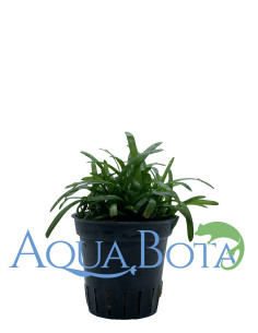 Sagittaria subulata  - 1