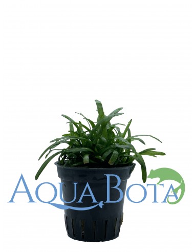 Sagittaria subulata  - 1