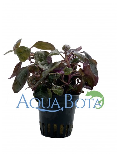 Lobelia cardinalis  - 1