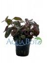 Lobelia cardinalis  - 1