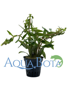 Limnophila aromatica  - 1