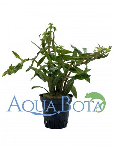 Limnophila aromatica  - 1
