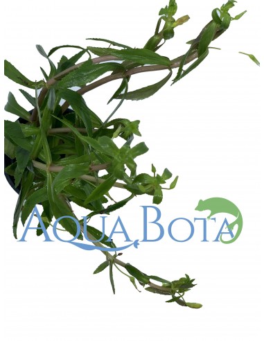 Limnophila aromatica  - 2