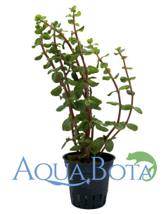 Rotala rotundifolia 'Orange Juice'  - 1