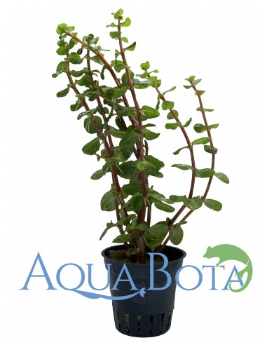 Rotala rotundifolia 'Orange Juice'  - 1