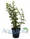 Rotala rotundifolia 'Orange Juice'  - 1