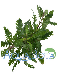 Hygrophila pinnatifida  - 1