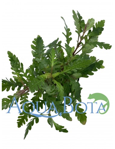 Hygrophila pinnatifida  - 1
