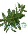 Hygrophila pinnatifida  - 1