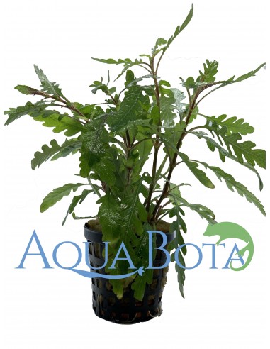 Hygrophila pinnatifida  - 2