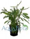 Hygrophila pinnatifida  - 2