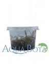 Hygrophila lancea (sp. 'Araguaia') - In Vitro Cup  - 1