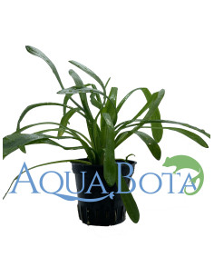 Sagittaria subulata 'Teres'  - 1
