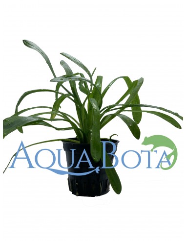 Sagittaria subulata 'Teres'  - 1