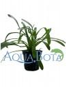 Sagittaria subulata 'Teres'  - 1