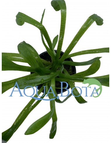 Sagittaria subulata 'Teres'  - 2