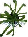 Sagittaria subulata 'Teres'  - 2