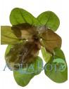 Echinodorus 'Reni'  - 1