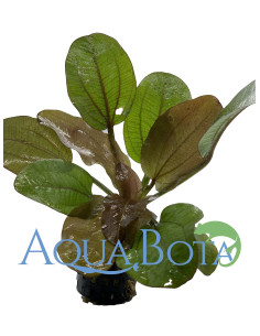 Echinodorus 'Reni'  - 2