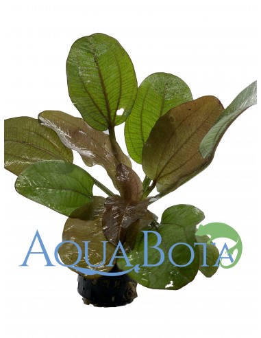 Echinodorus 'Reni'  - 2
