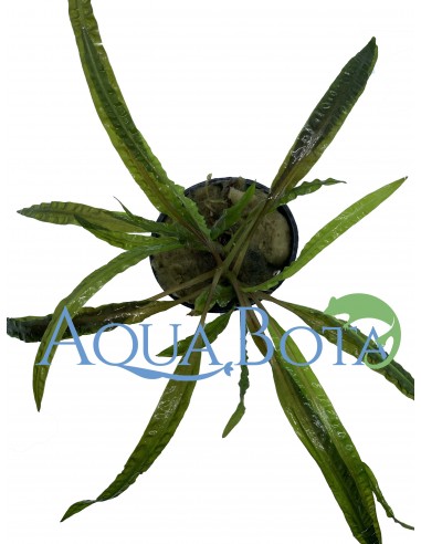 Cryptocoryne crispulata var. balansae  - 1
