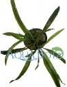 Cryptocoryne crispulata var. balansae  - 1