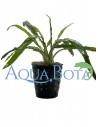 Cryptocoryne crispulata var. balansae  - 2