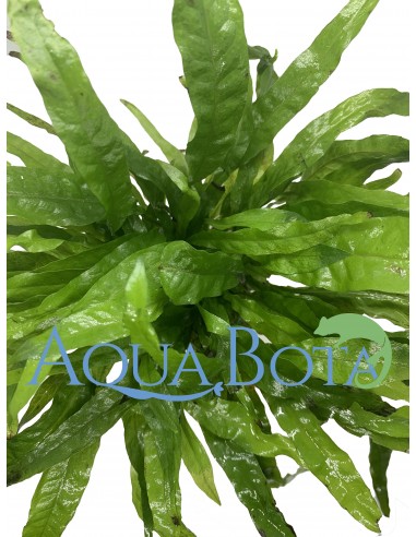 Microsorum pteropus  - 1