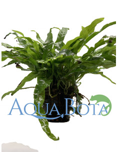 Microsorum pteropus  - 2