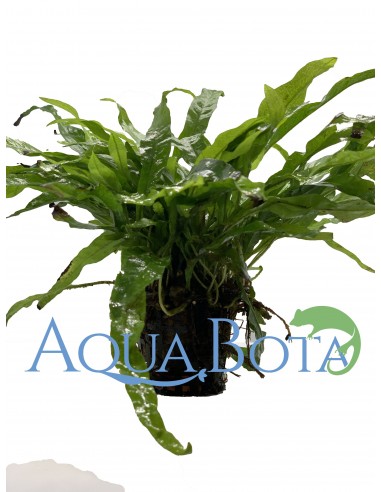 Microsorum pteropus  - 2