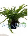 Microsorum pteropus  - 2