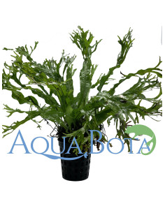 Microsorum pteropus 'Windelov'  - 1