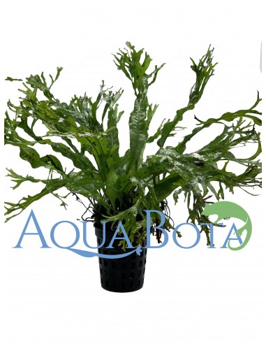 Microsorum pteropus 'Windelov'  - 1