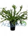 Microsorum pteropus 'Windelov'  - 1