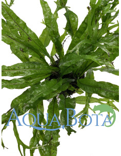 Microsorum pteropus 'Windelov'  - 2
