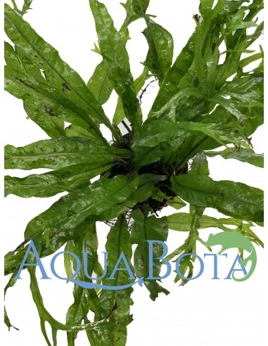 Microsorum pteropus 'Windelov'  - 2