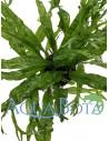Microsorum pteropus 'Windelov'  - 2