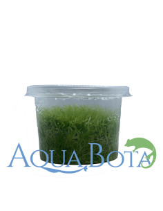 Utricularia graminifolia - In Vitro Cup  - 1