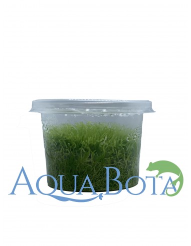 Utricularia graminifolia - In Vitro Cup  - 1